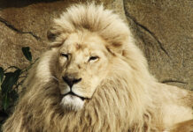 Naar de dierentuin toe dierentuin